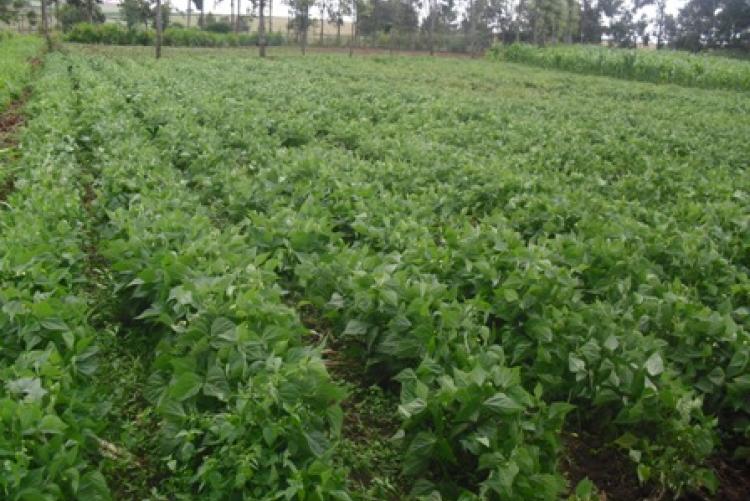 University of Nairobi Department of Geography & Environmental Studies